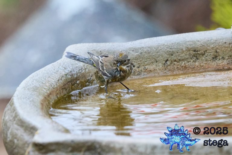 Yellow-rumped Warbler