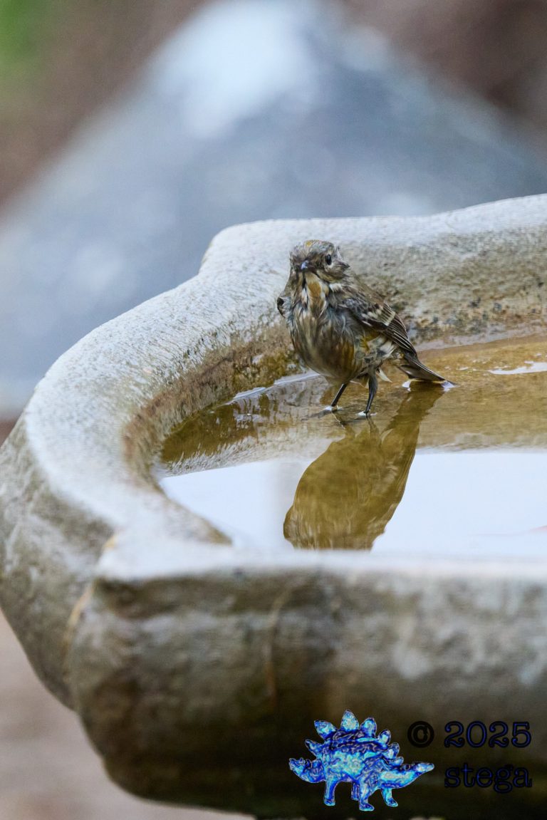 Yellow-rumped Warbler