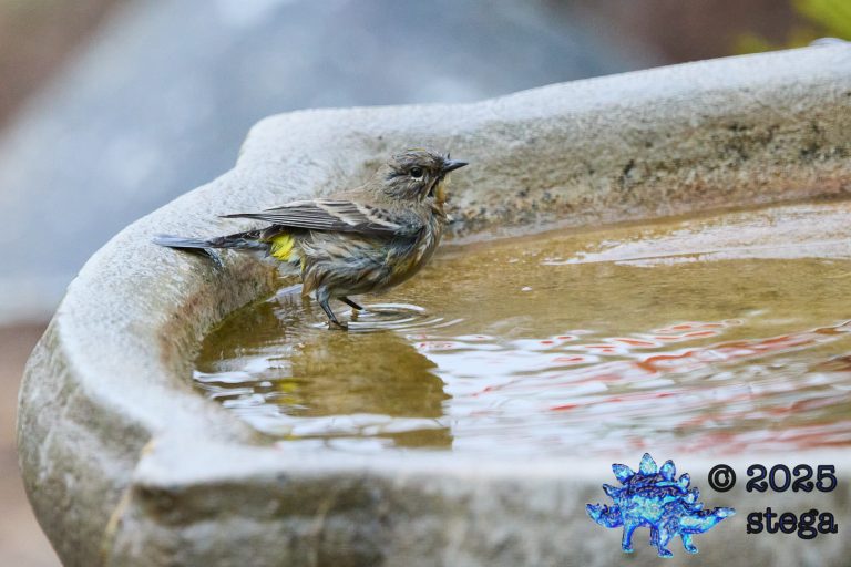 Yellow-rumped Warbler