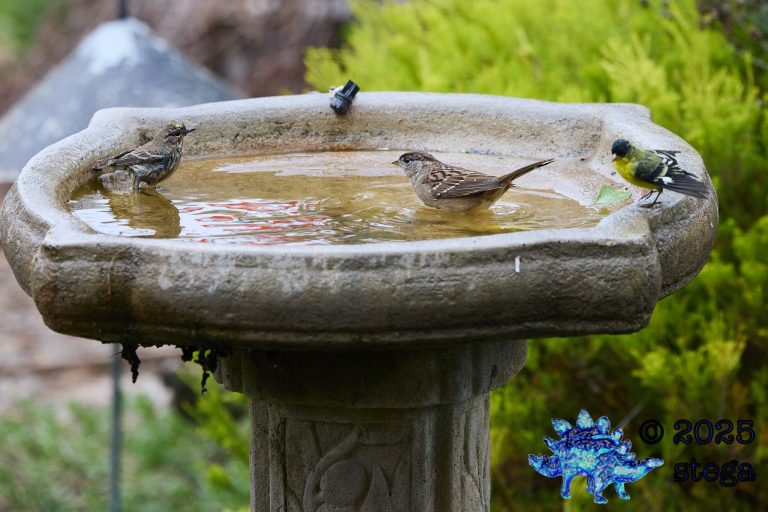 Yellow-rumped Warbler
