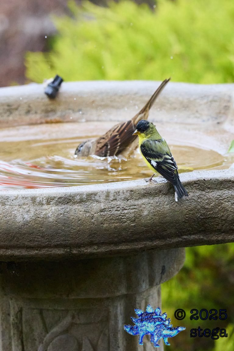 Lesser Goldfinch