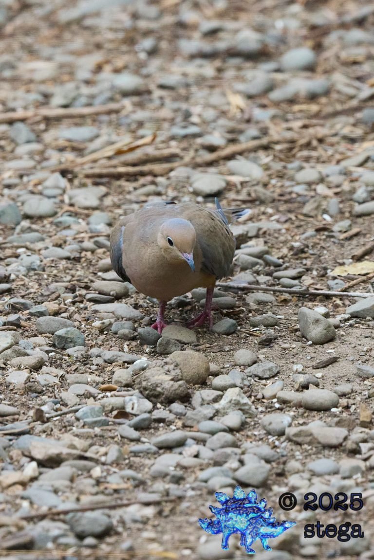 Mourning Dove