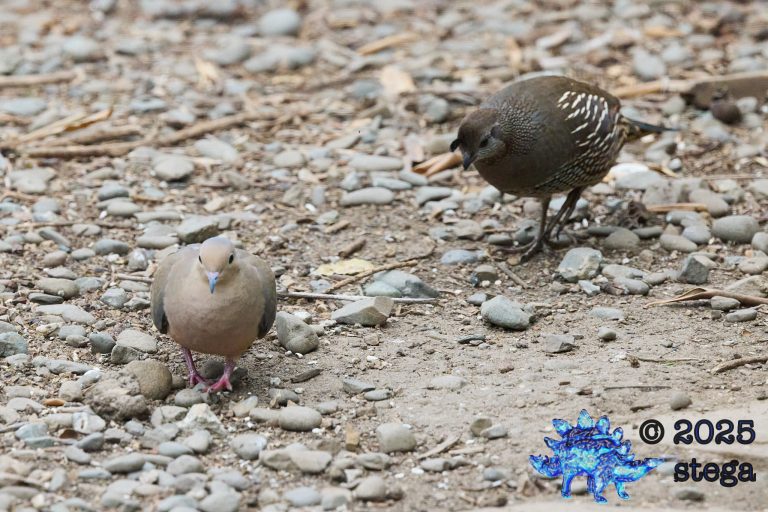 California Quail, Mourning Dove
