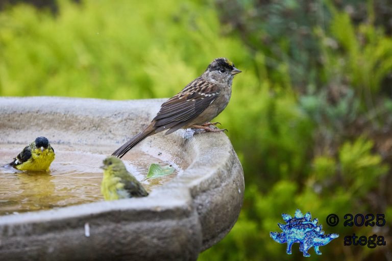 Gold-Crowned Sparrow, Lesser Goldfinch