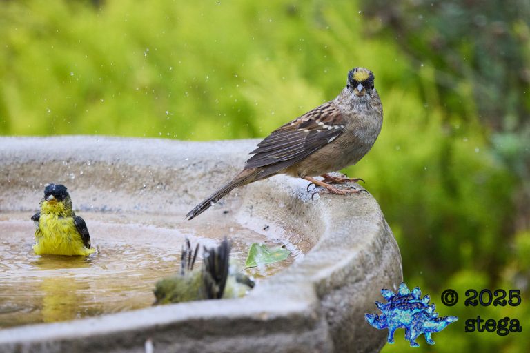 Gold-Crowned Sparrow, Lesser Goldfinch