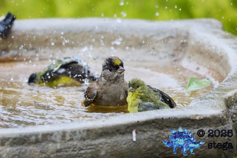 Gold-Crowned Sparrow, Lesser Goldfinch