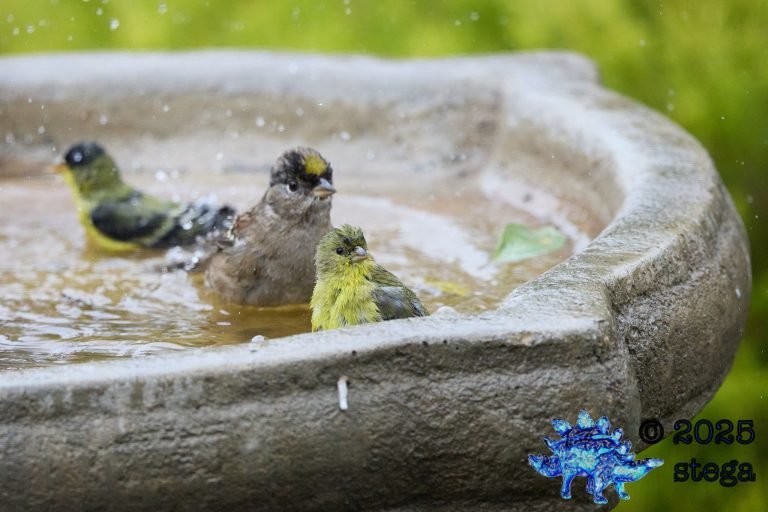 Gold-Crowned Sparrow, Lesser Goldfinch
