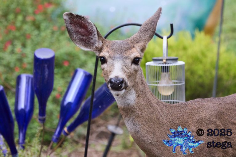 Mule Deer