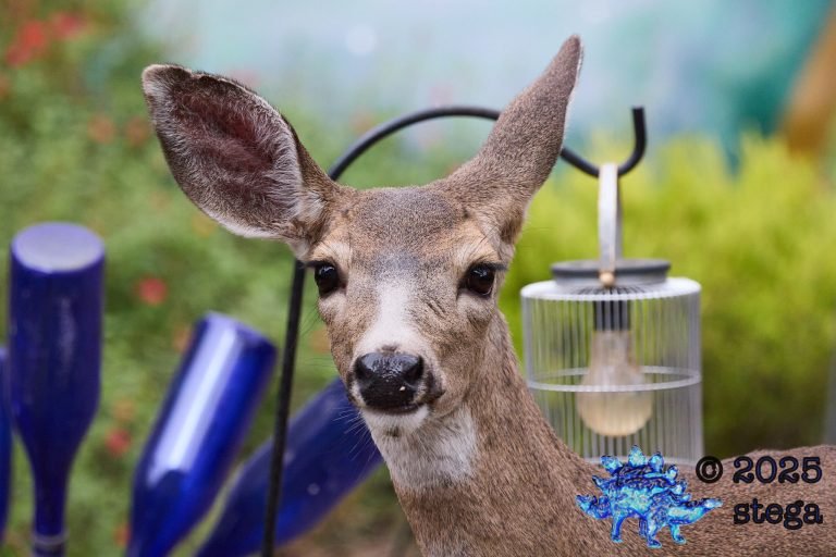 Mule Deer