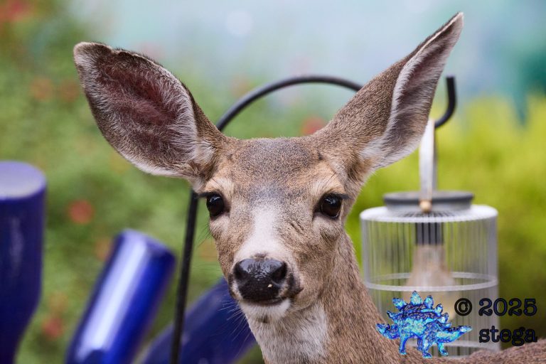 Mule Deer