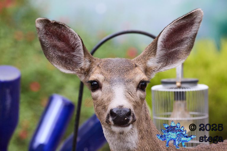 Mule Deer