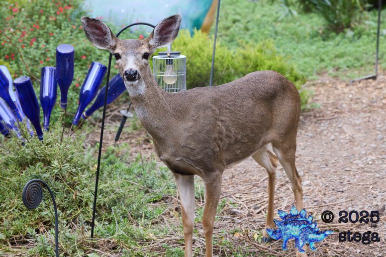 Mule Deer