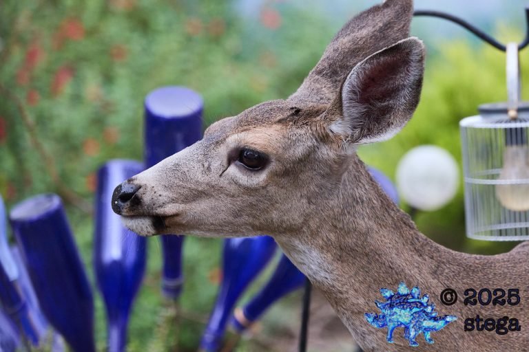 Mule Deer