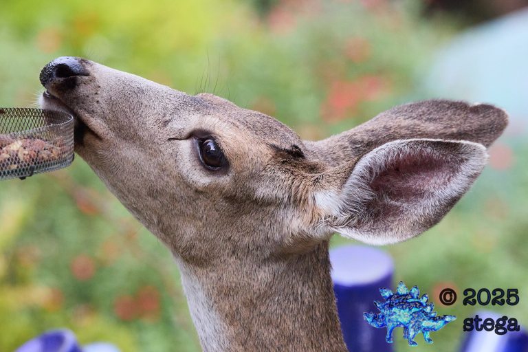 Mule Deer