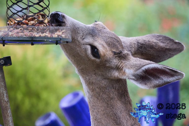 Mule Deer