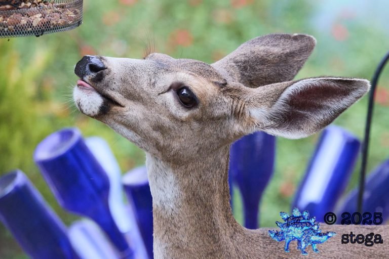 Mule Deer