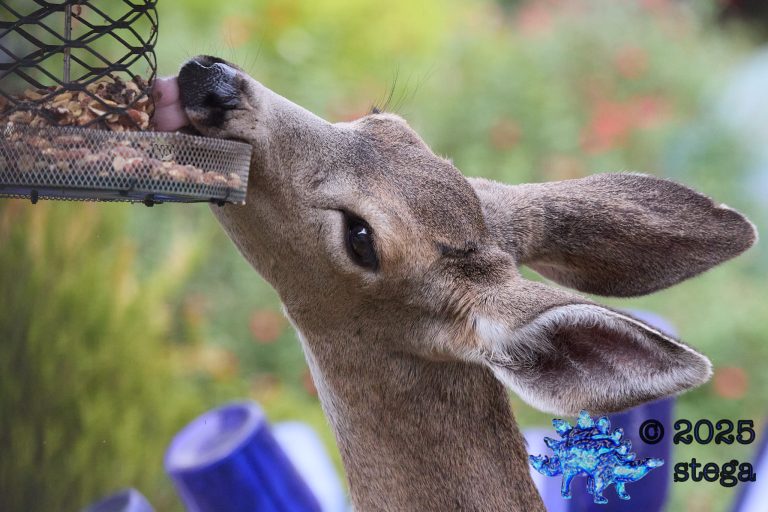 Mule Deer