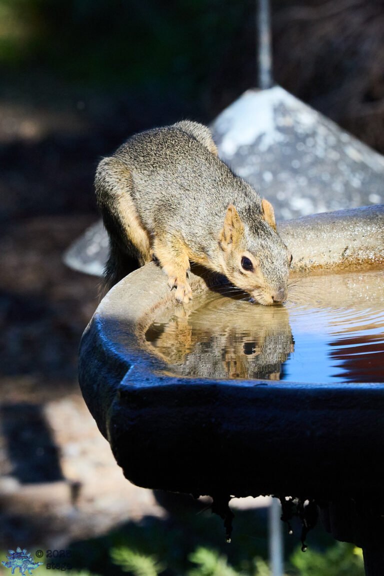 Fox Squirrel