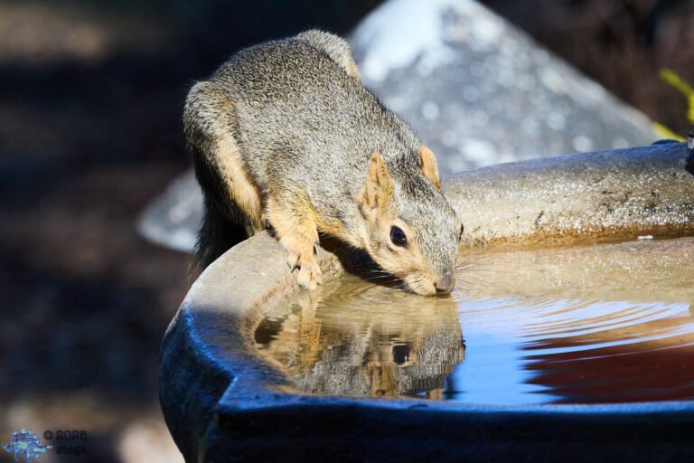 Fox Squirrel