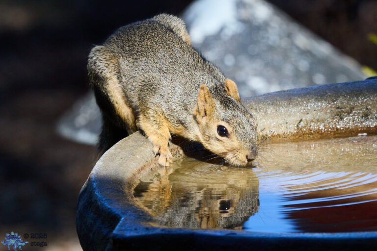 Fox Squirrel