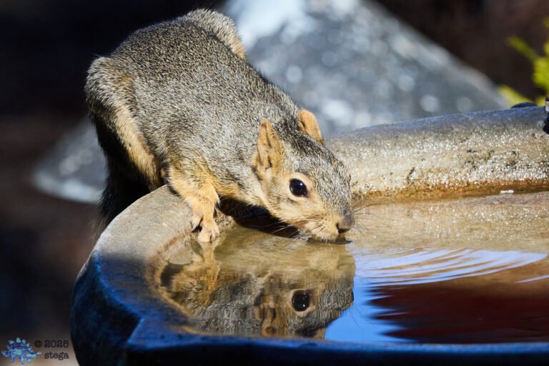 Fox Squirrel