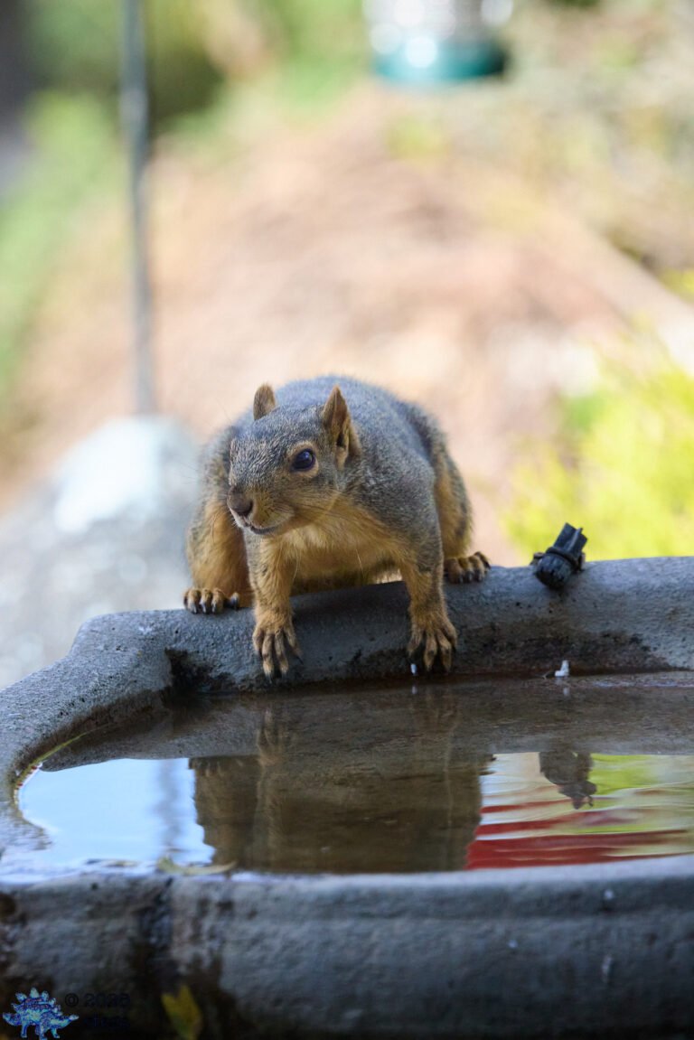 Fox Squirrel