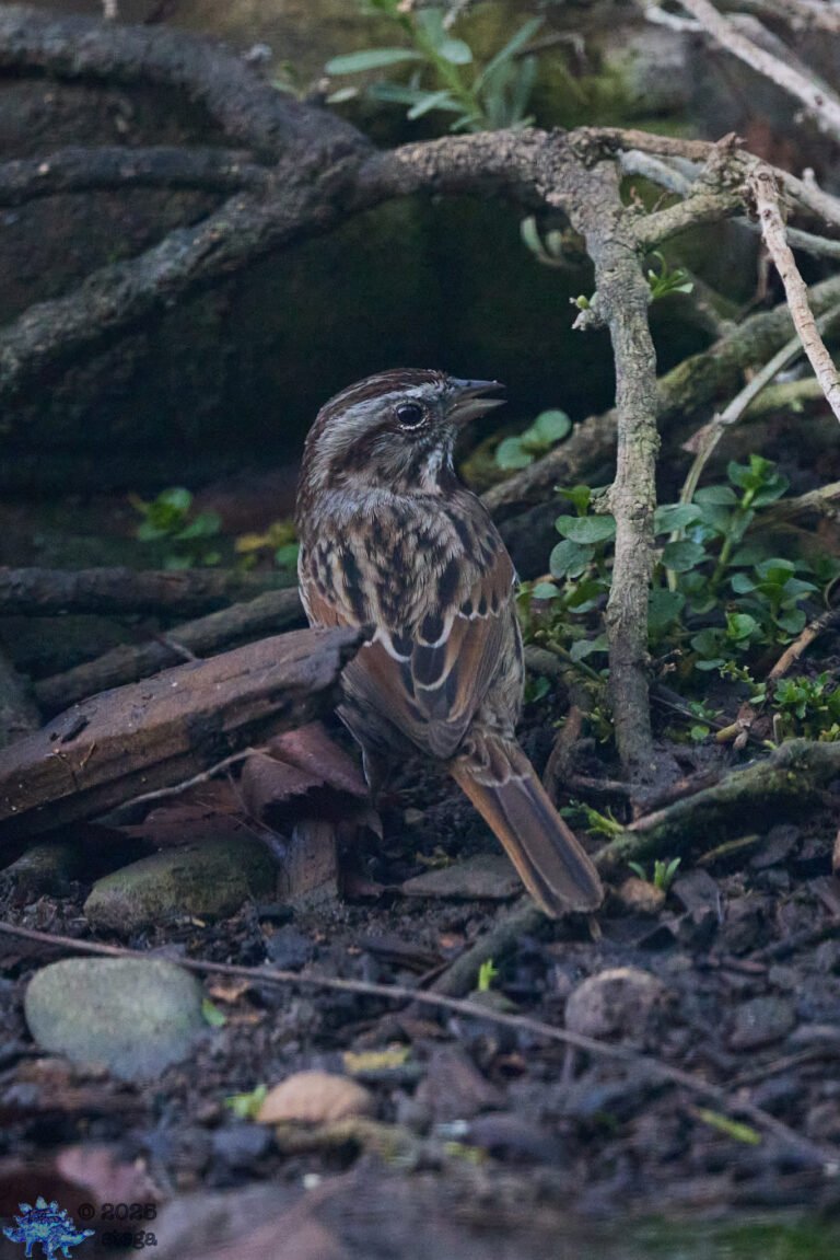 Song Sparrow
