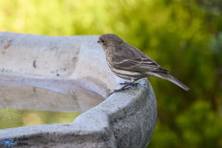 House Finch