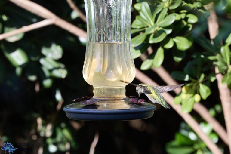 Anna’s Hummingbird
