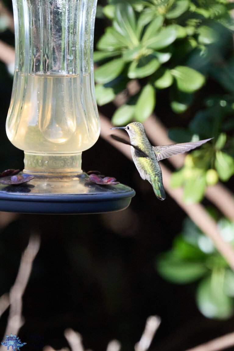Anna’s Hummingbird
