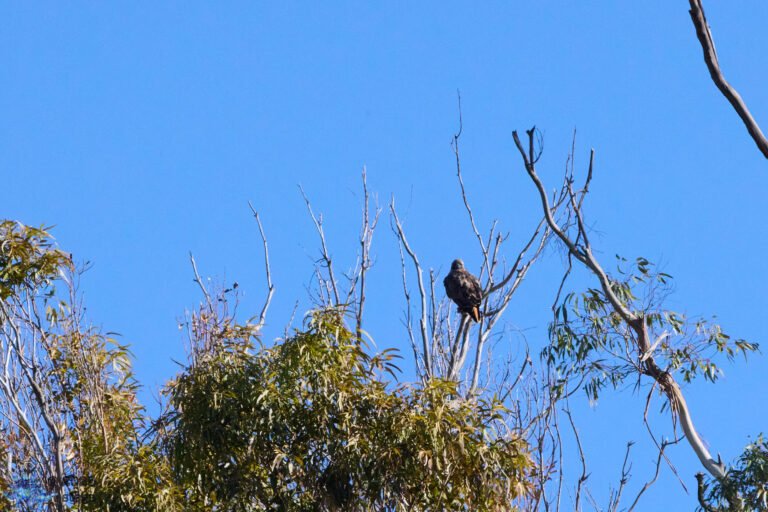 Red-Tailed Hawk
