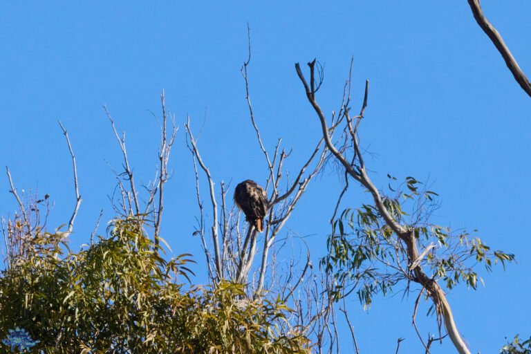 Red-Tailed Hawk