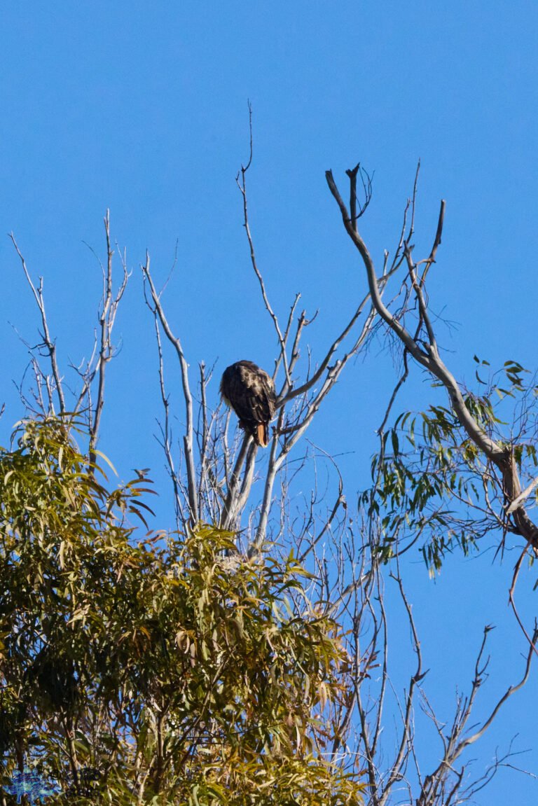 Red-Tailed Hawk