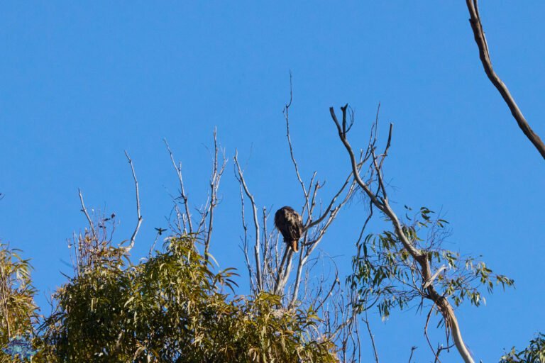 Red-Tailed Hawk