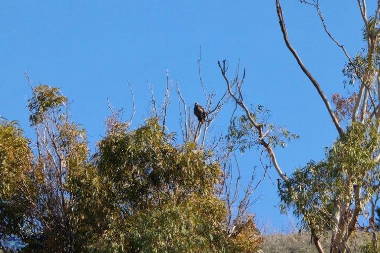 Red-Tailed Hawk