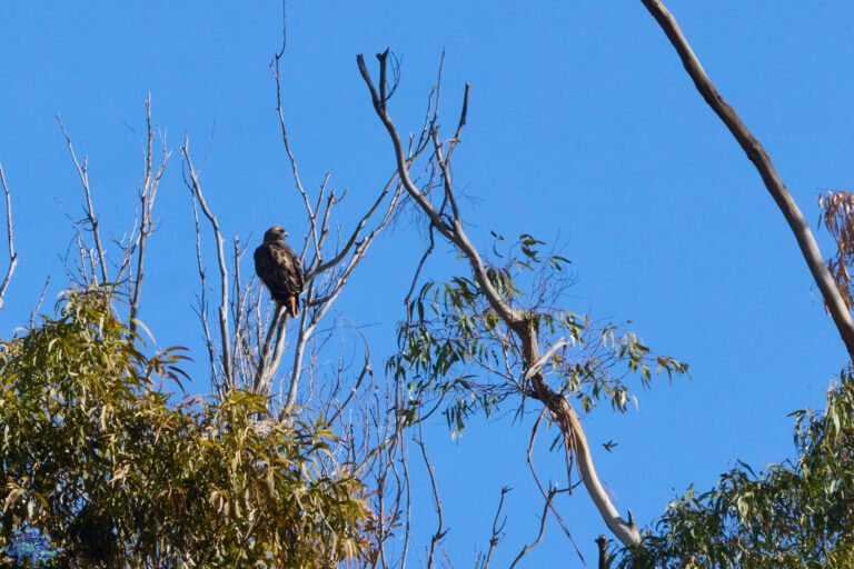 Red-Tailed Hawk