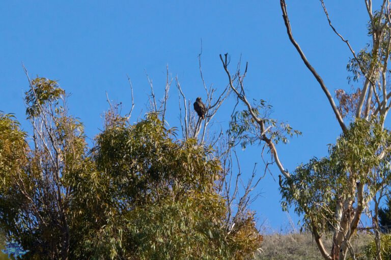 Red-Tailed Hawk