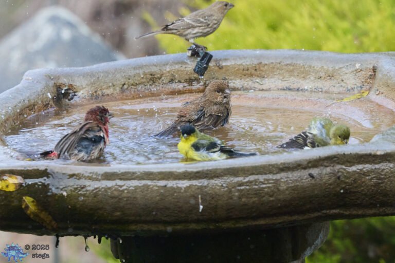California Towhee, House Finch, Lesser Goldfinch