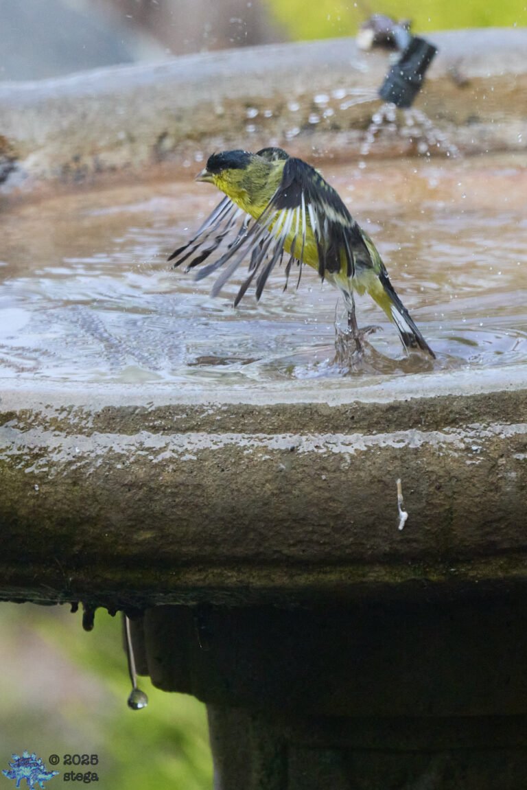 Lesser Goldfinch