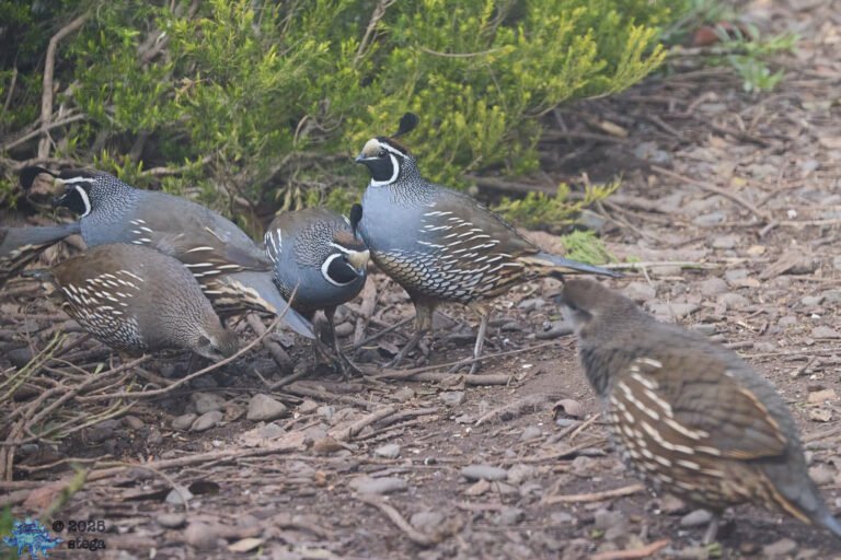California Quail