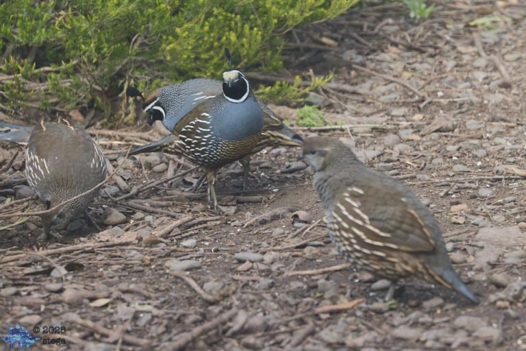 California Quail