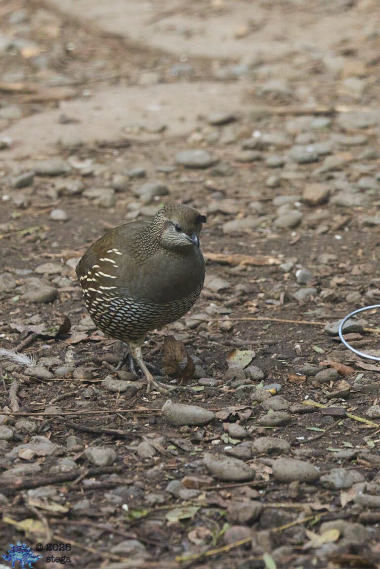 California Quail