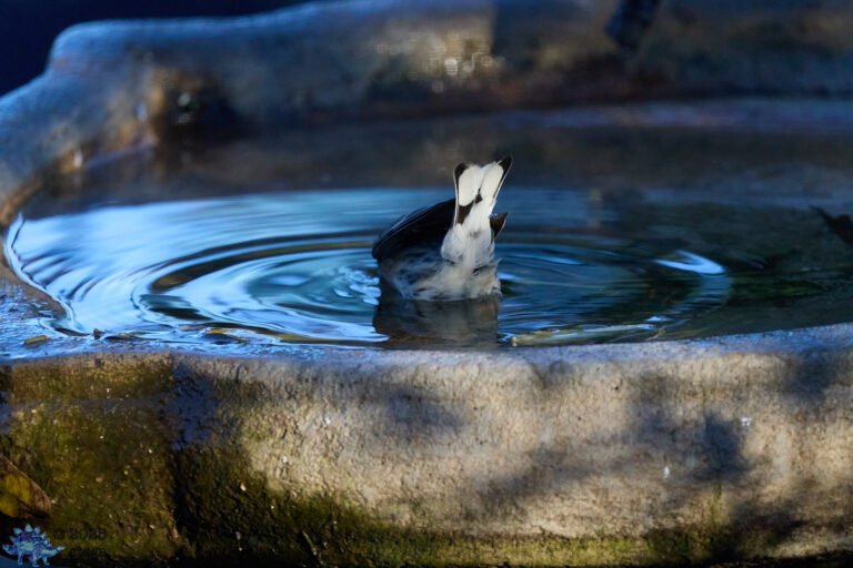 Yellow-rumped Warbler
