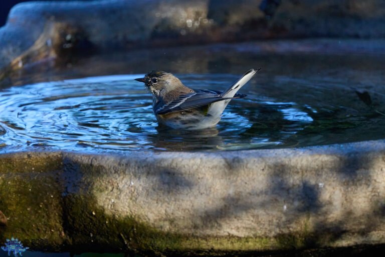 Yellow-rumped Warbler