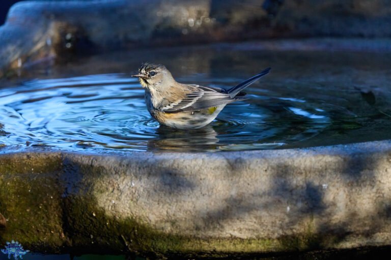 Yellow-rumped Warbler