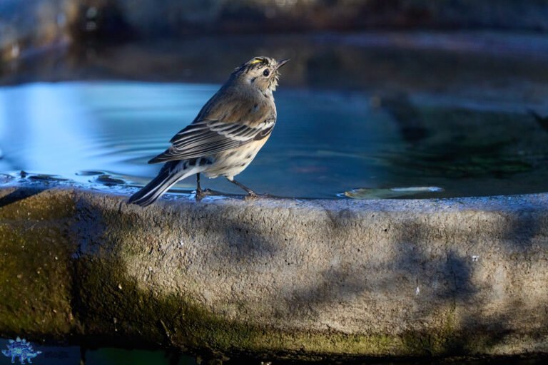 Yellow-rumped Warbler