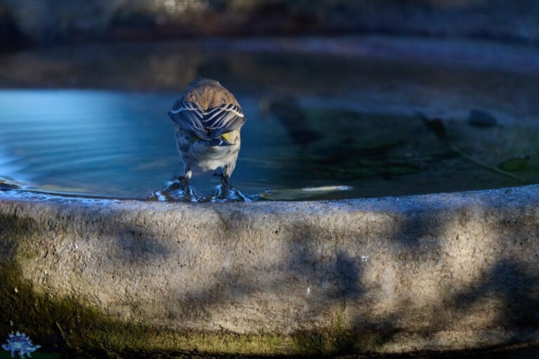 Yellow-rumped Warbler