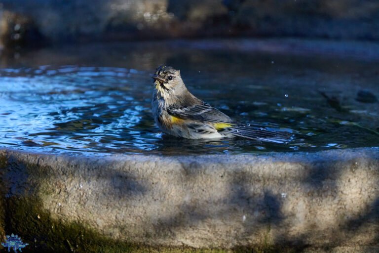 Yellow-rumped Warbler