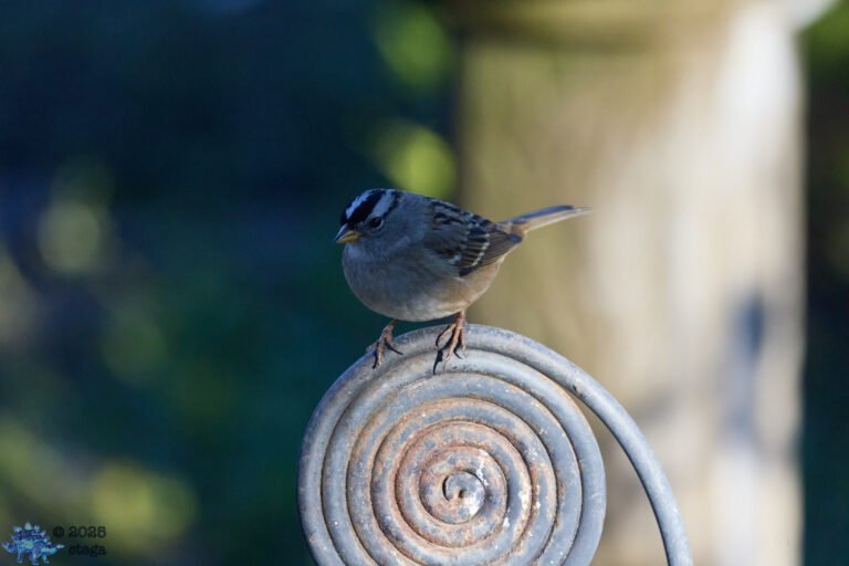 White-Crowned Sparrow