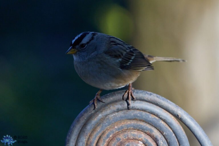 White-Crowned Sparrow